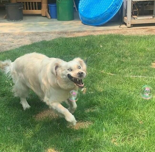 Random Fun Animals 35 Random Funny Animal Pictures That Had No Business Being This Delightful