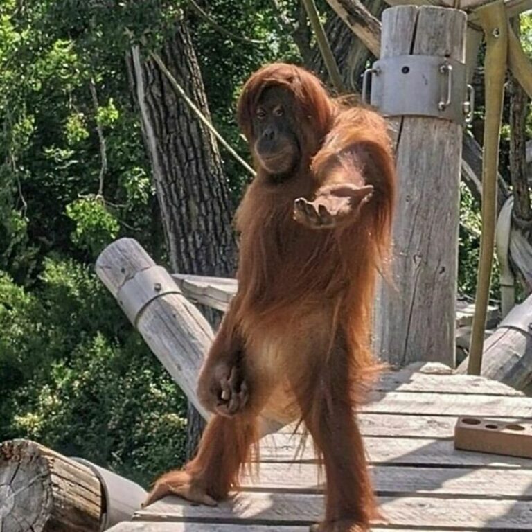 Randomest Animal 35 Random Funny Animal Pictures That Had No Business Being This Delightful
