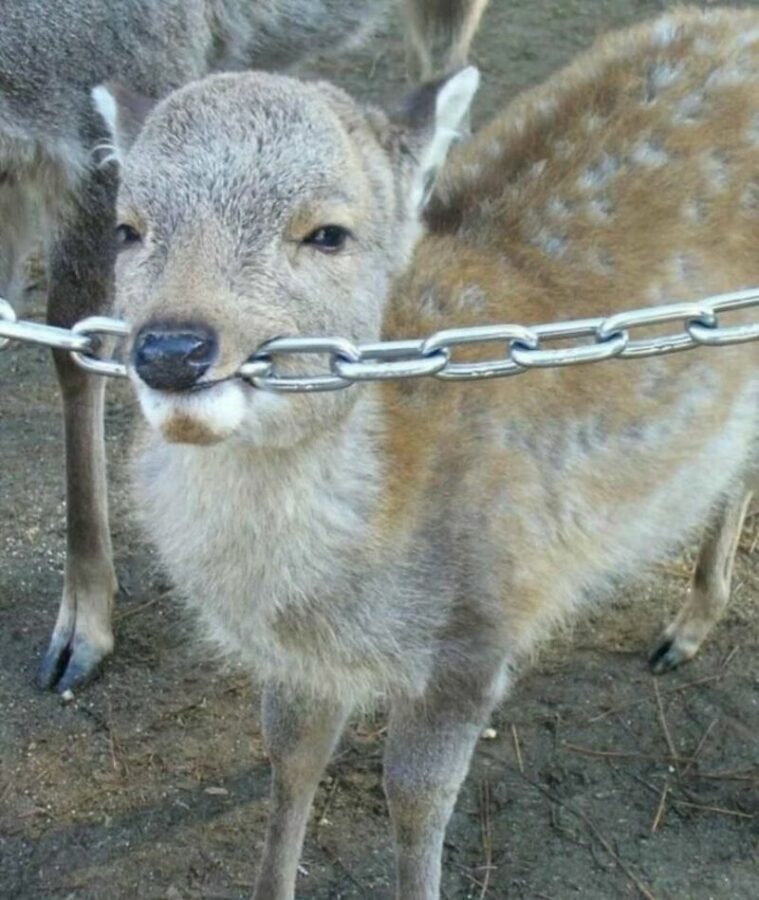 Random Fun Animals 35 Random Funny Animal Pictures That Had No Business Being This Delightful