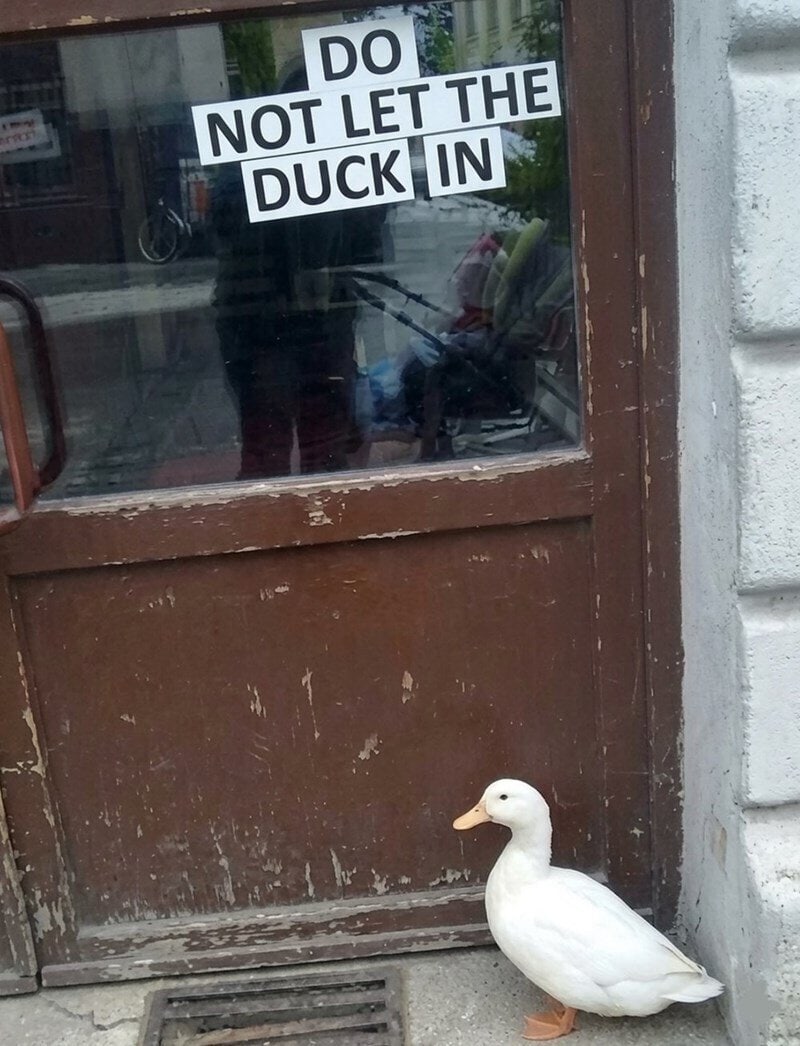 DO NOT LET THE DUCK IN.