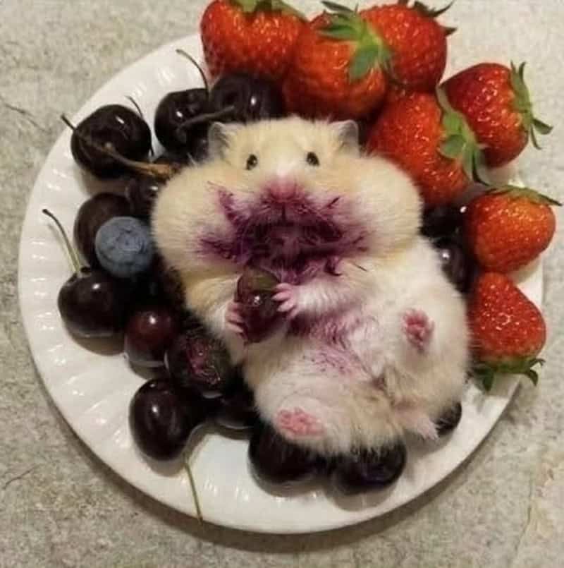 Cherry and strawberry fruits surrounding a cute hamster holding a berry in its paws.