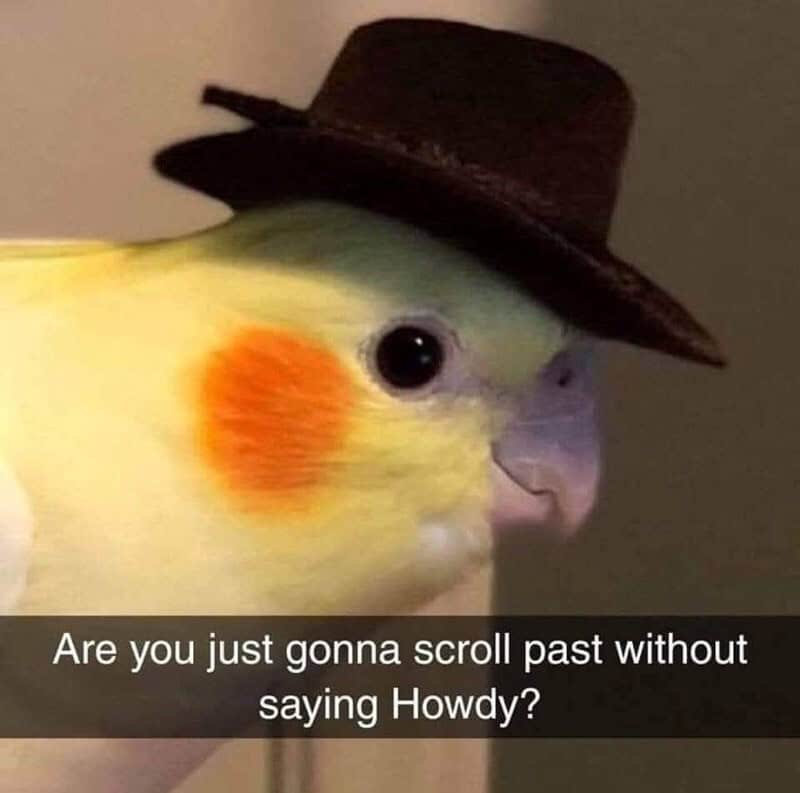 Bird wearing a hat with the text "Are you just gonna scroll past without saying Howdy?".