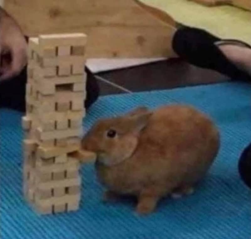 Bunny pushing Jenga blocks with its nose on a blue mat.