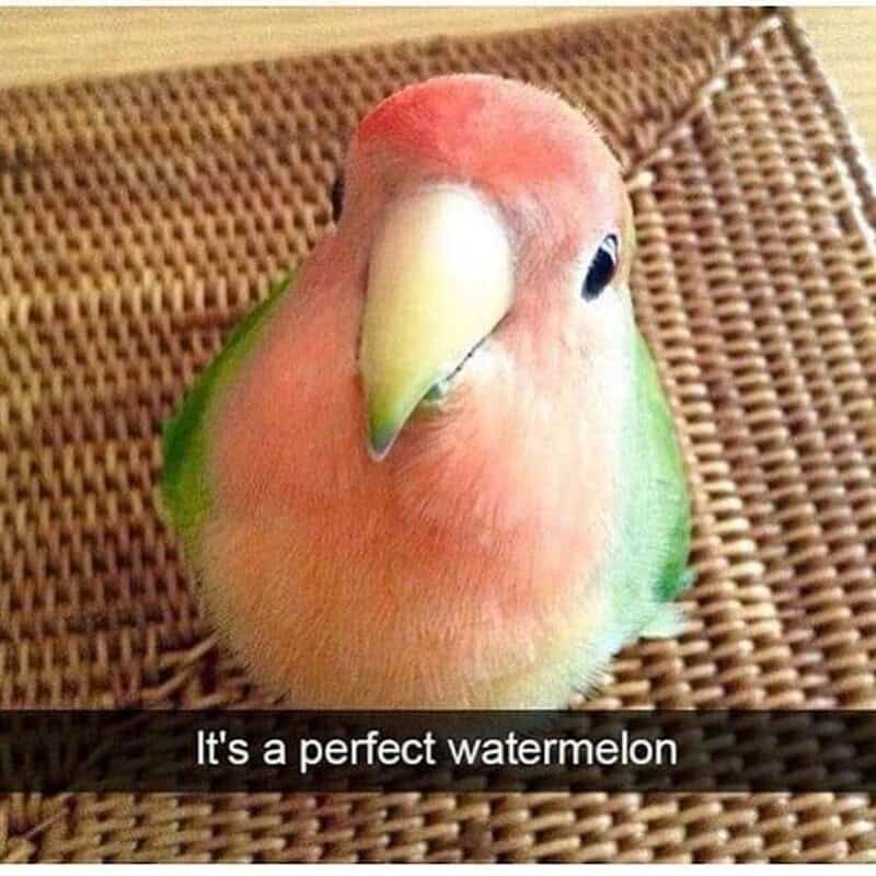 It's a perfect watermelon.