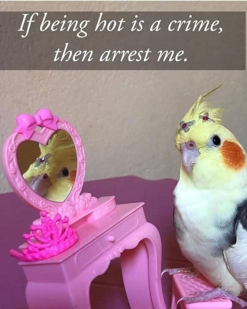 "If being hot is a crime, then arrest me." with a picture of a cockatiel bird looking at a pink vani.