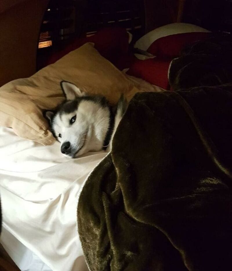 A husky dog lying on a bed with pillows and blankets.
