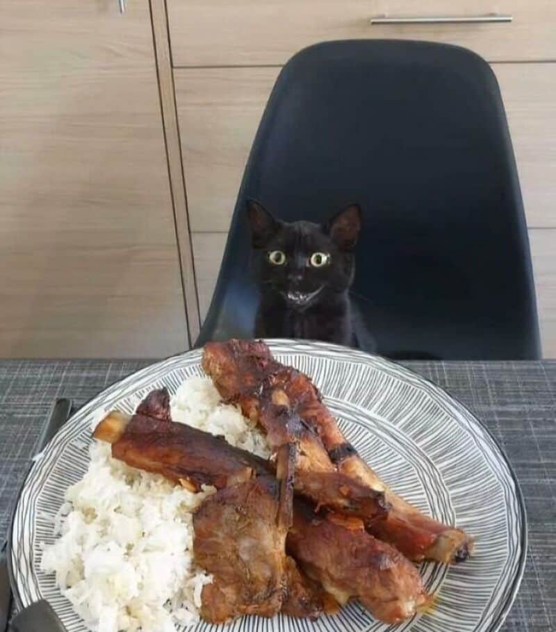 Black cat sitting behind a plate of fried chicken and rice at a dining table.