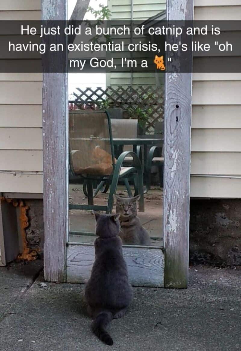 A cat looking at its reflection in a mirror outside.