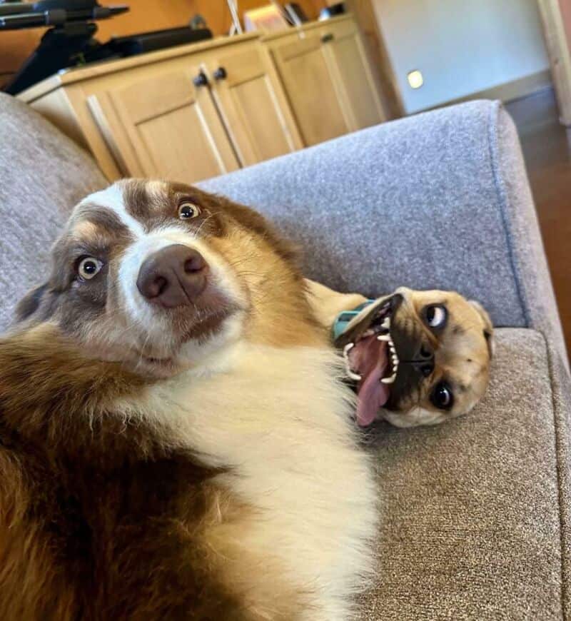A dog and a puppy lying on a gray couch, with the puppy playfully sticking out its tongue.