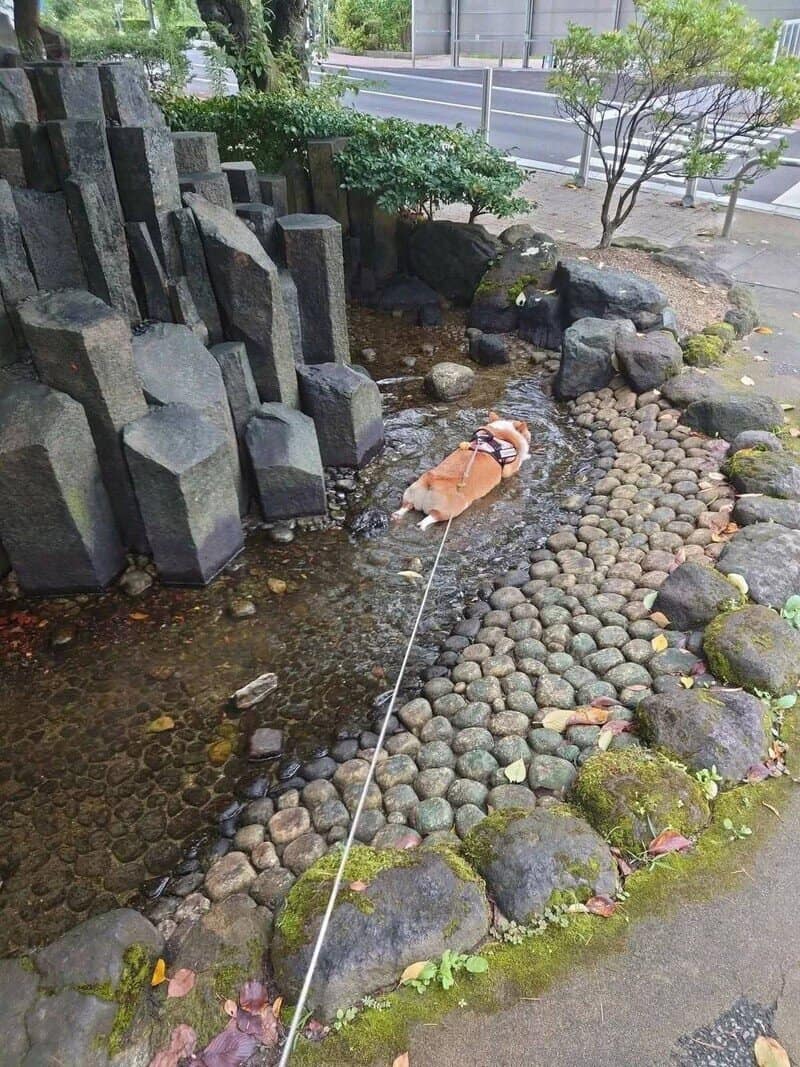 Dog lying in a small stream with rocks and stones, surrounded by greenery and urban elements.