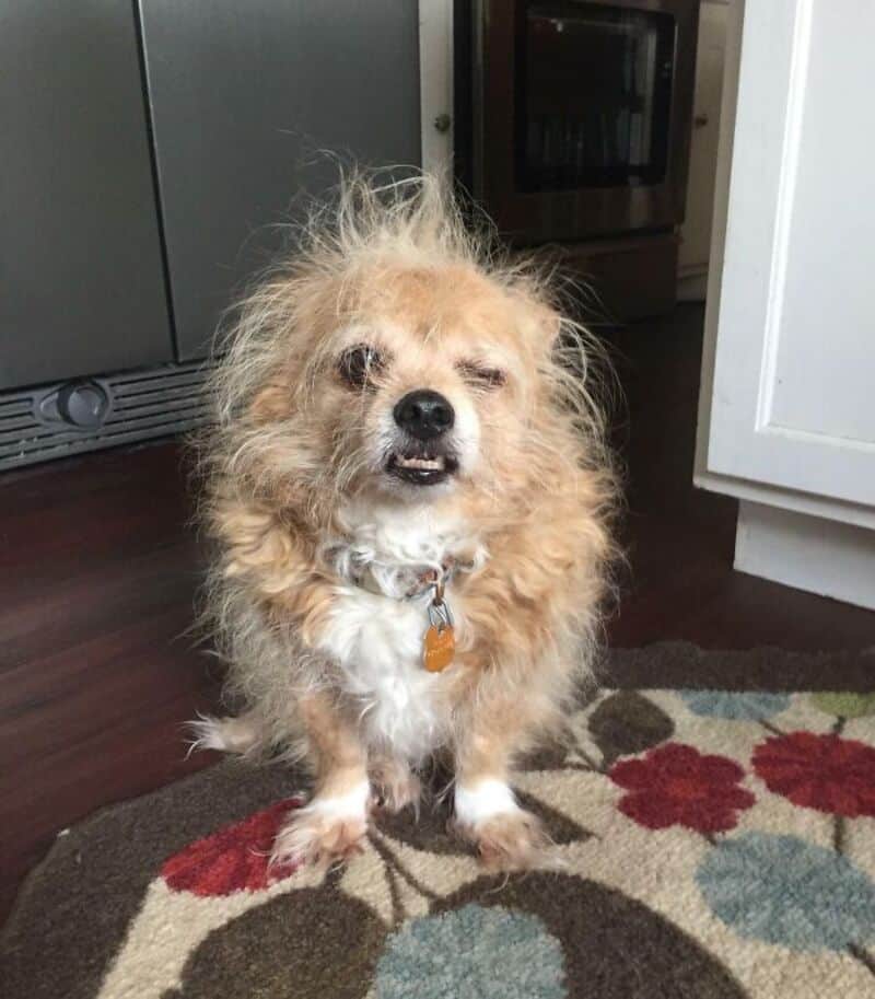 Small, scruffy dog with a happy expression sitting on a colorful rug in a kitchen.