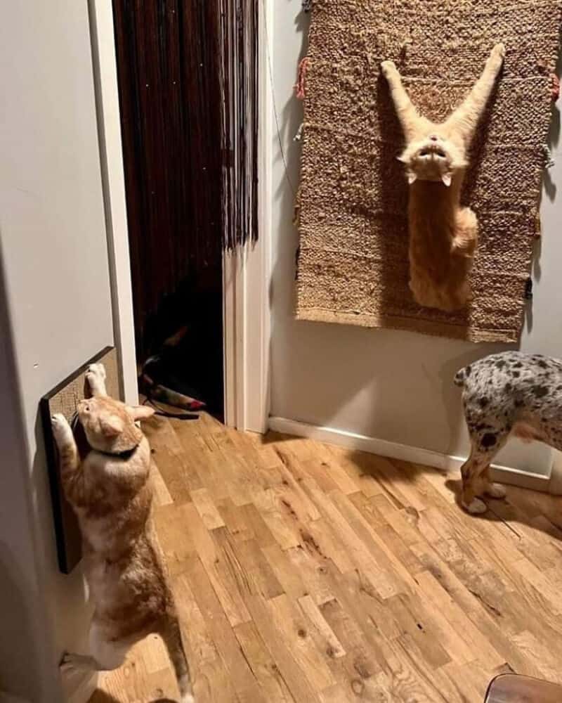 A dog hanging upside down on a textured wall hanging, with two other dogs nearby in a home interior.