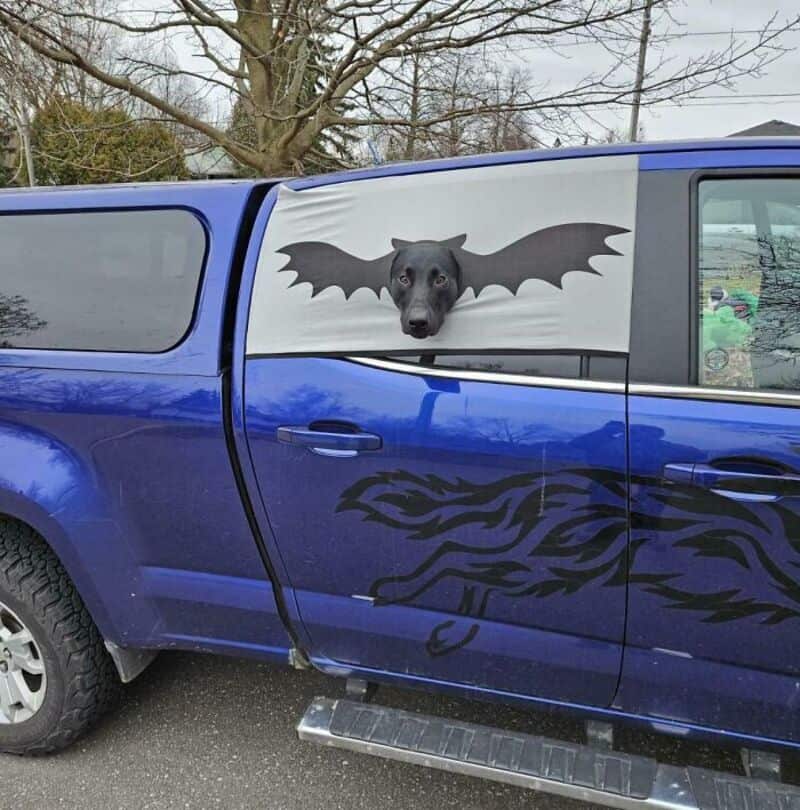 BAT DOG with bat wings on the window of a blue pickup truck.