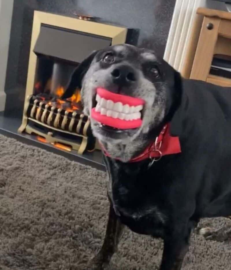 A dog wearing a novelty teeth mask in front of a fireplace.