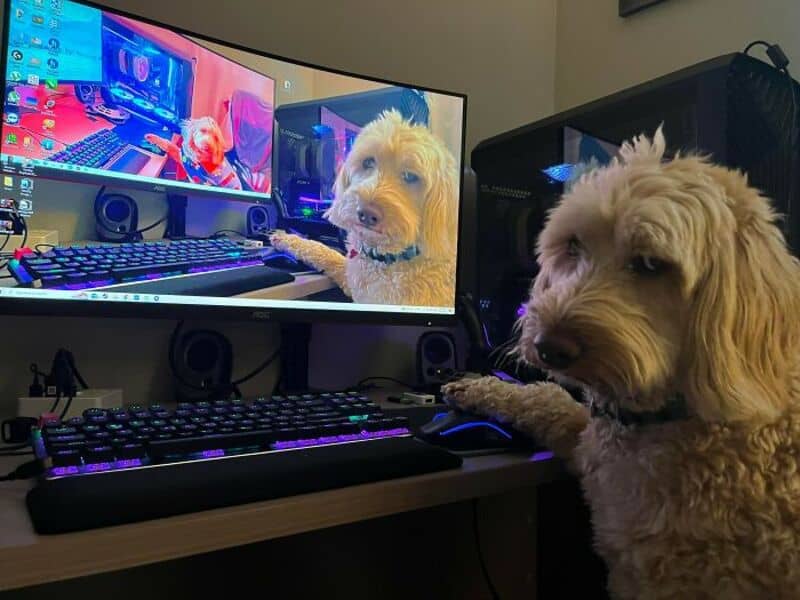 Cute dog using a computer with dual monitors and colorful lighting.