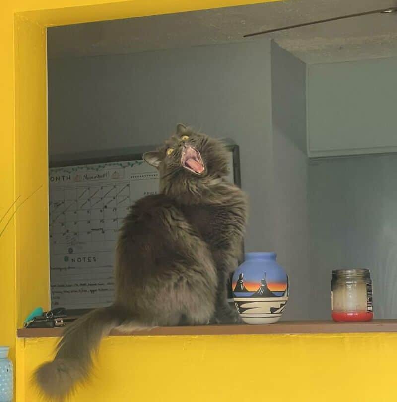 Playful gray cat sitting on a yellow windowsill, yawning or meowing.
