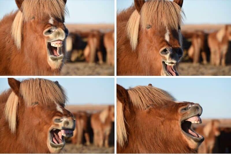 A horse with a wide open mouth, showing teeth, and a group of horses in the background.