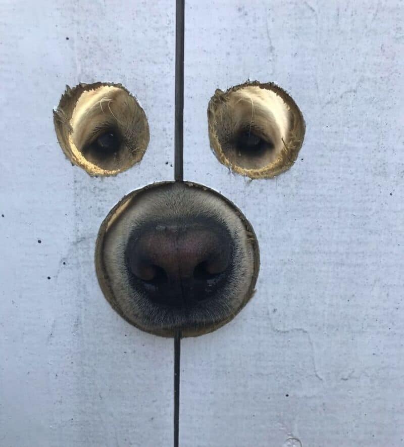 A dog’s face peeking through a wooden fence with holes for eyes and nose.