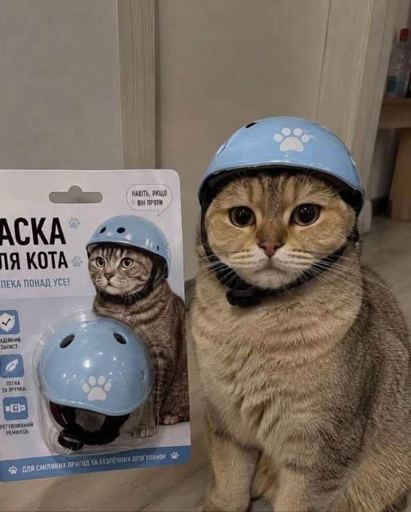 Cat wearing a blue helmet with a paw print, next to helmet packaging.