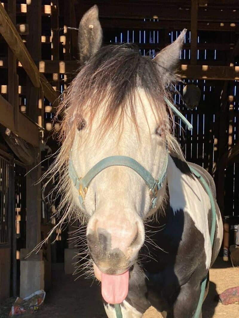 Horse sticking out tongue in a barn with wooden walls.
