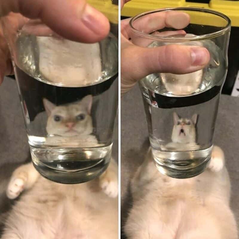Cute cat looking through a glass of water with a hand on top.