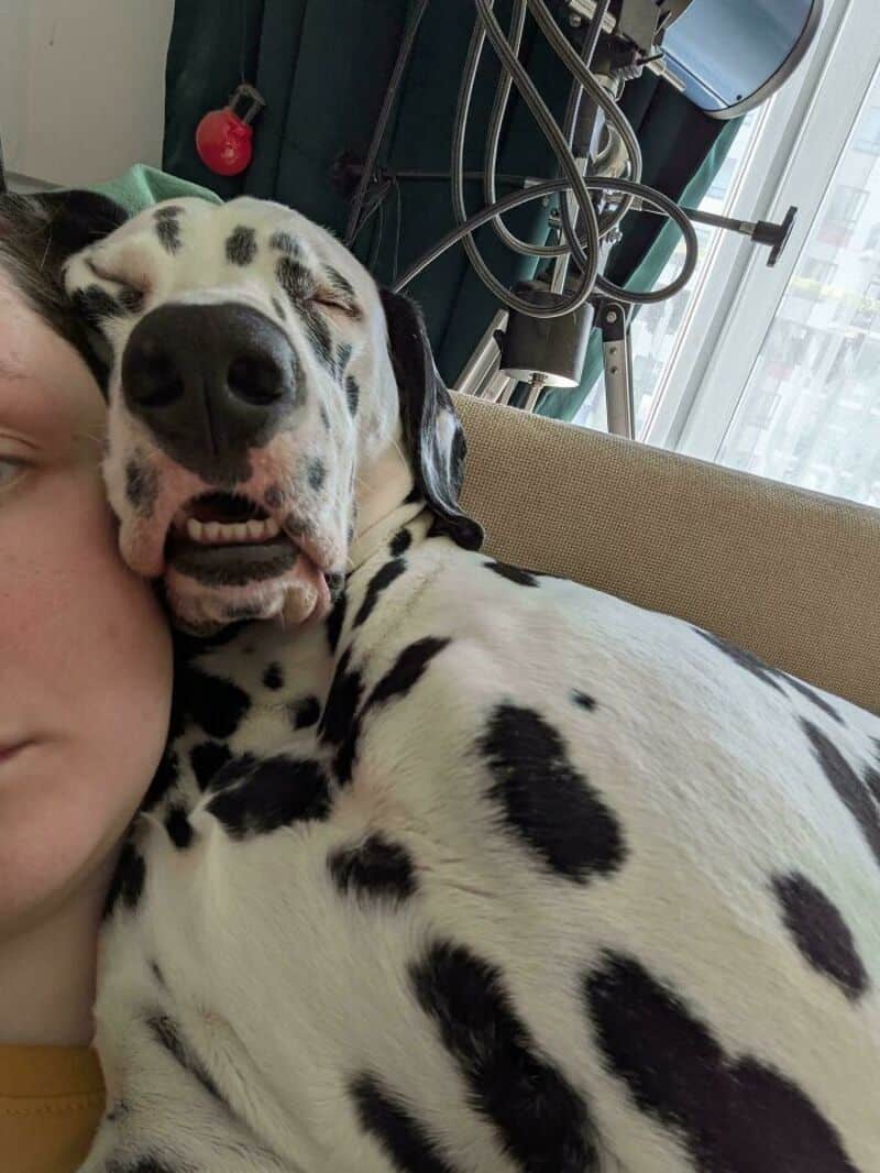 A smiling Dalmatian dog resting its head on a person's shoulder indoors.