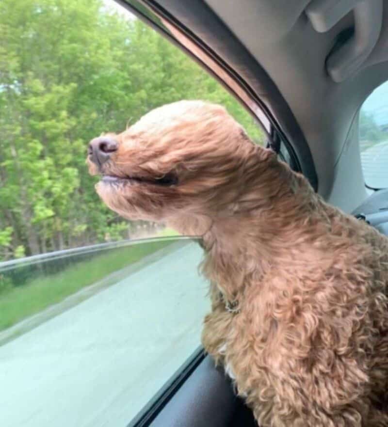 Dog enjoying the breeze with eyes closed on car window.