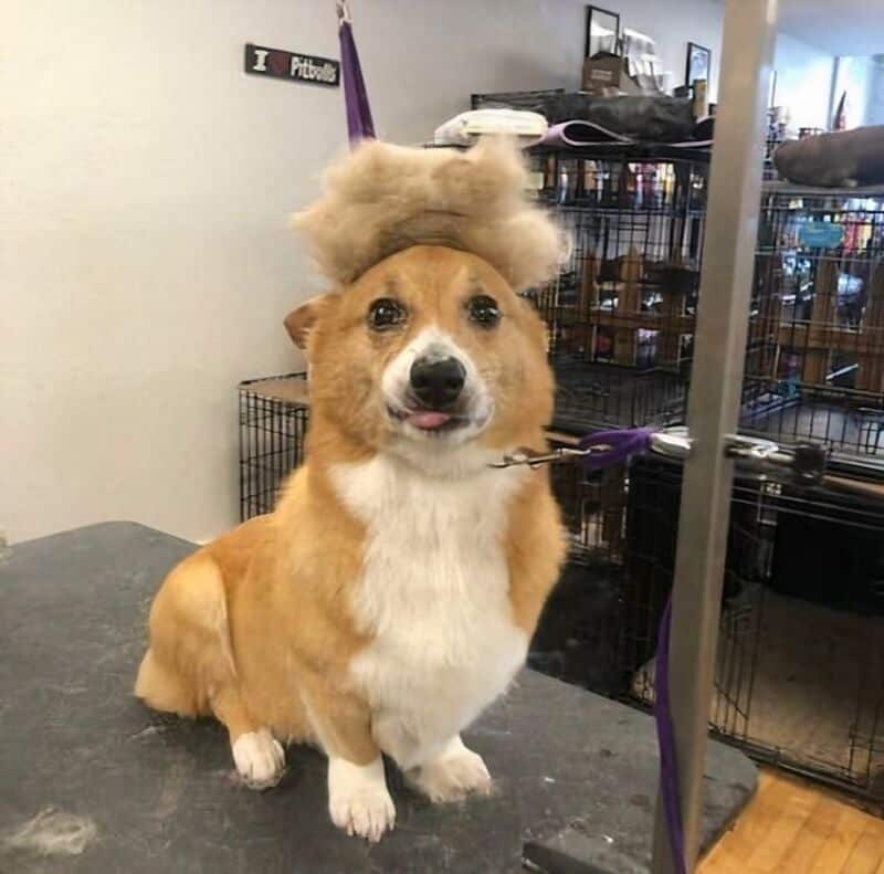 Adorable corgi with a fluffy cloud on its head at a pet grooming salon.
