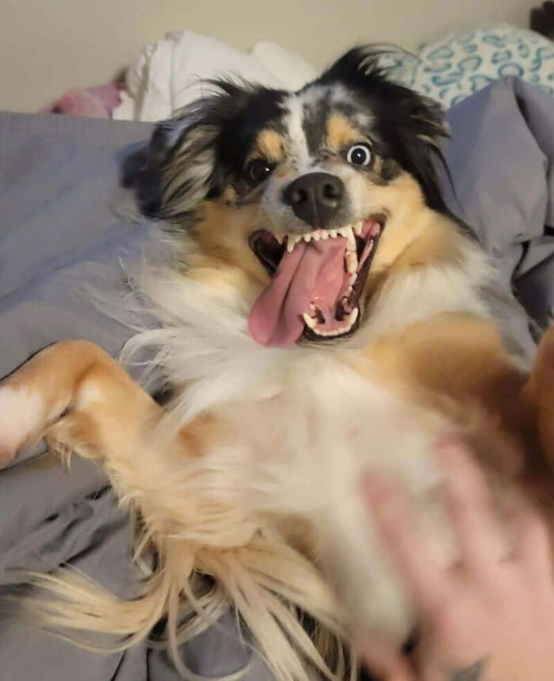 A dog with a playful, open-mouthed expression lying on a bed.
