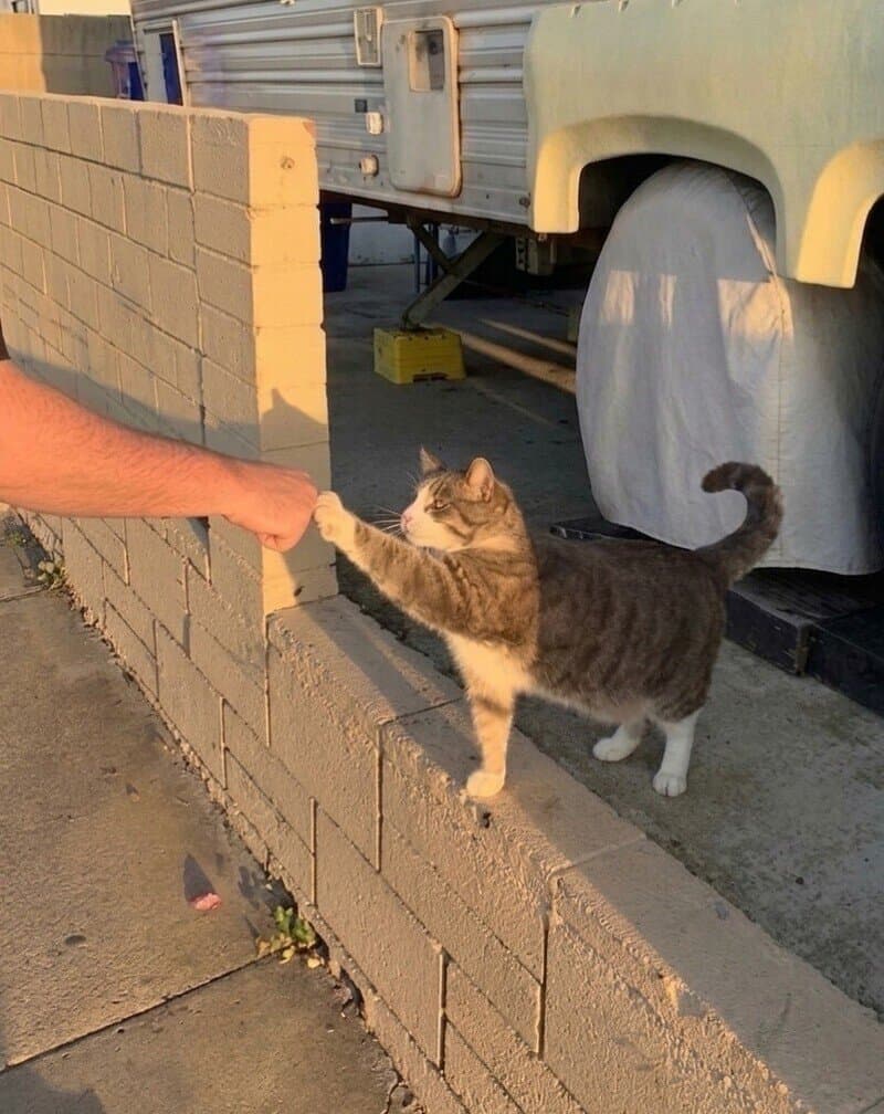 Cat reaching out to a person's hand over a brick wall at sunset.