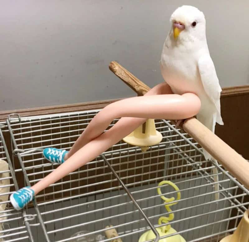 White bird perched on a wooden stick above a cage with human legs attached.