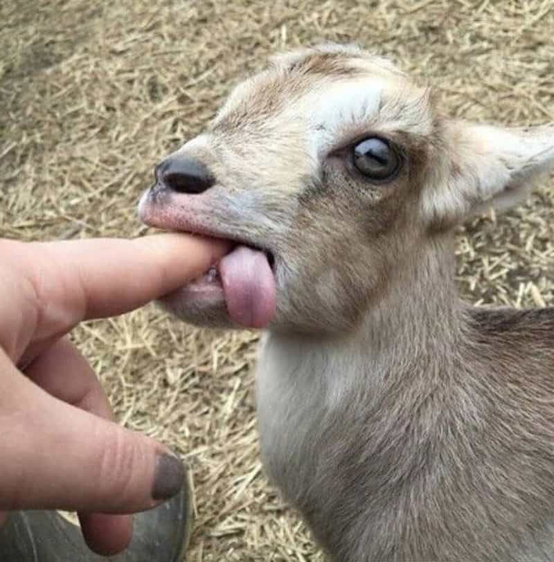 Baby goat licking finger in a farm setting.