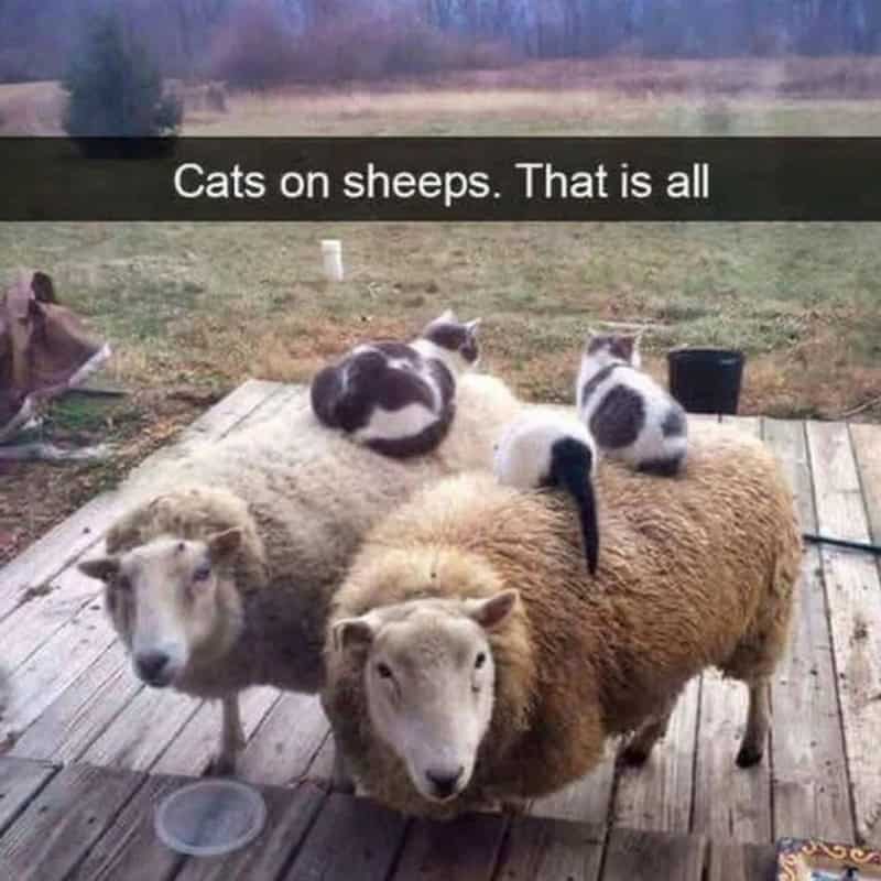 Cats on sheep. That is all.