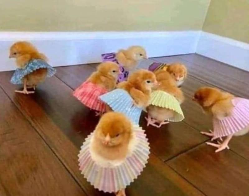 Adorable chicks wearing colorful paper dresses on a wooden floor.