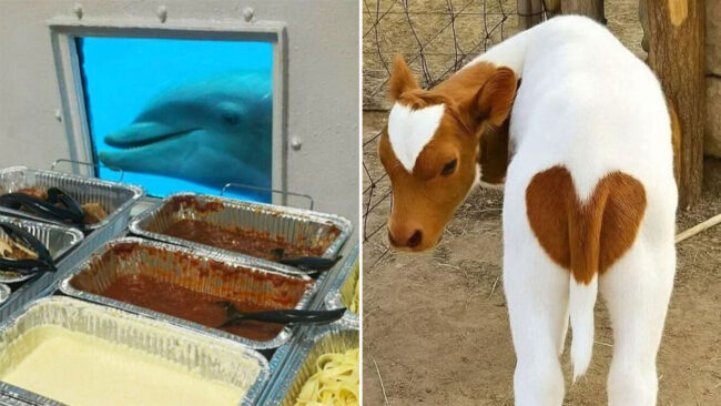 Random Fun Animals 35 Random Funny Animal Pictures That Had No Business Being This Delightful