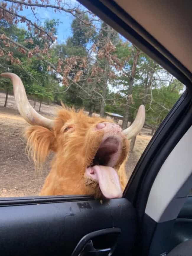 Random Fun Animals 40 Random Funny Animal Pictures That Instantly Improve Your Mood