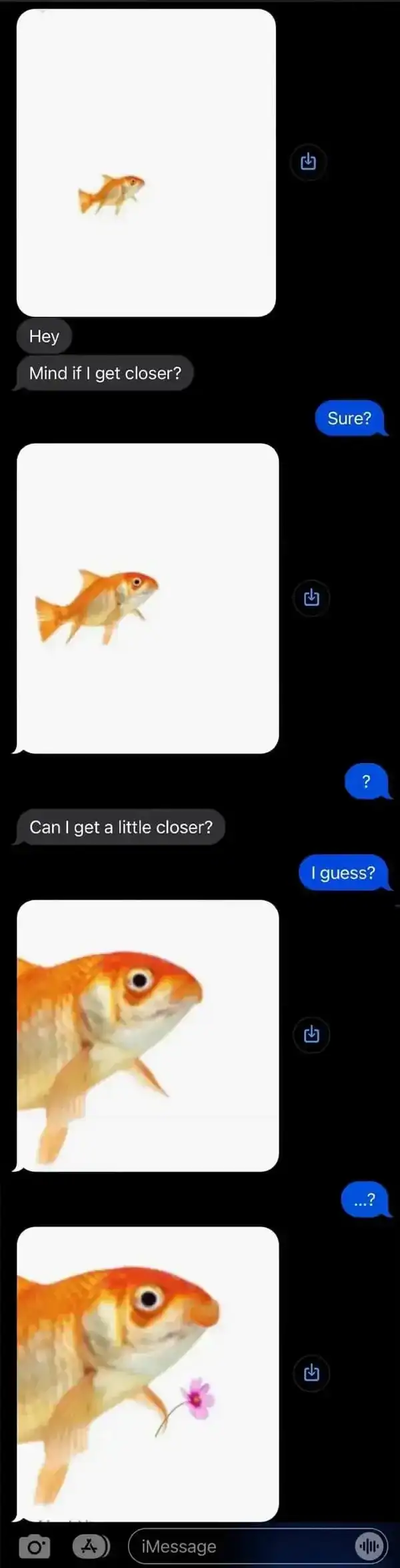 Funny fish meme showing a conversation about getting closer, with a cute goldfish.