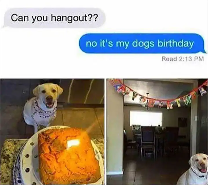Dog's birthday celebration with cake and festive decorations, humorous text exchange about hanging o.