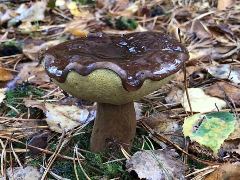 Mushroom with chocolate topping on forest floor covered with fallen leaves and pine needles.