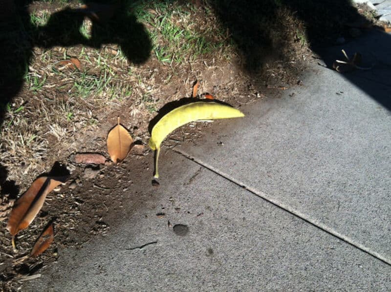Banana peel on sidewalk near plants and shadows, outdoor scene.