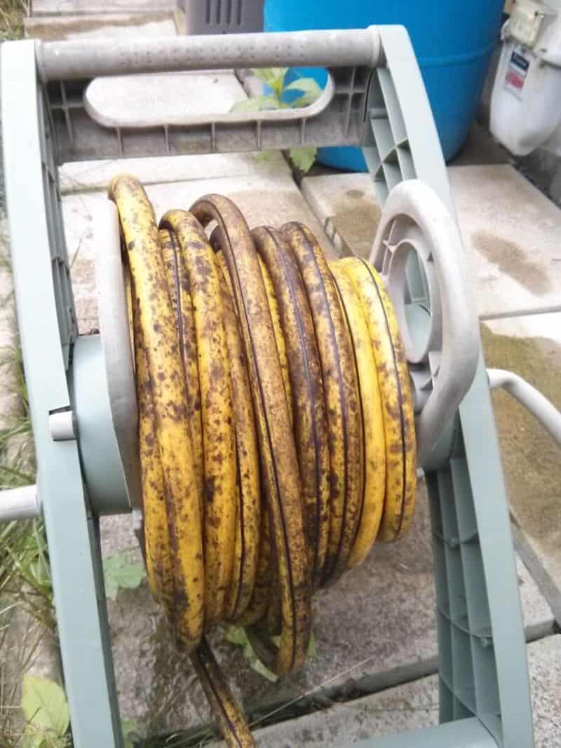 Rusty garden hose reel with yellow and brown discoloration, coiled on a metal frame outdoors.