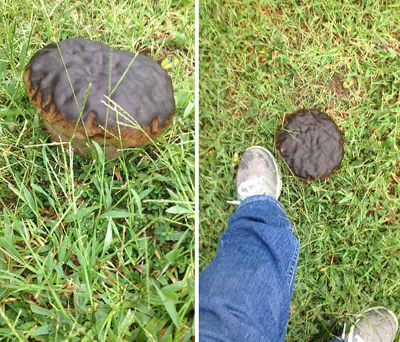 Poisonous mushroom growing in grass, with a person standing nearby for scale.