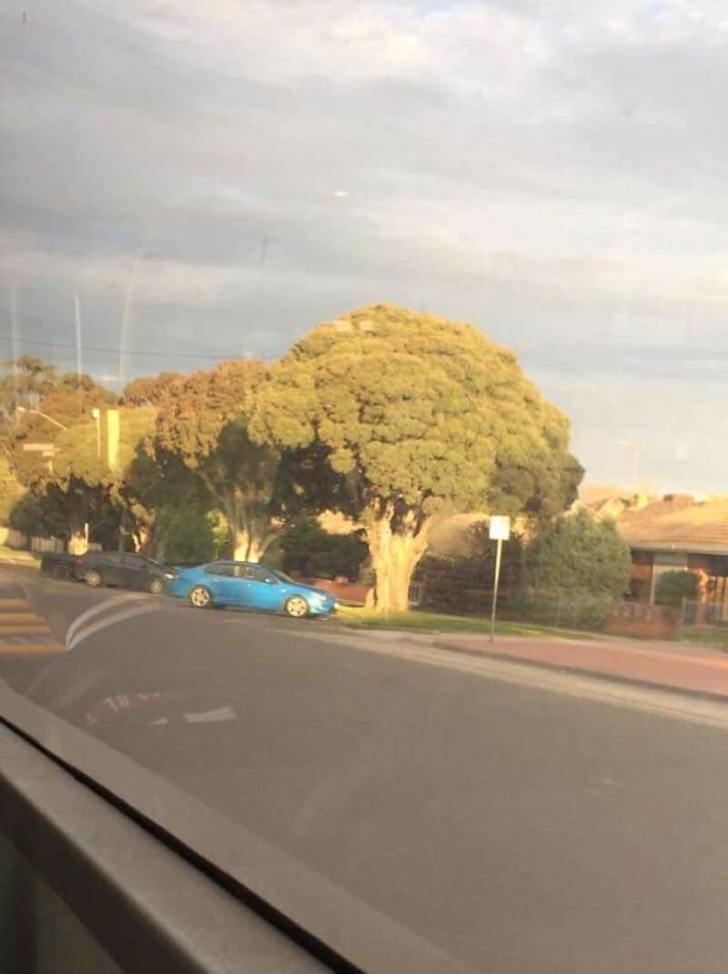 Sunlit tree with lush green foliage and a blue car parked nearby on a city street.