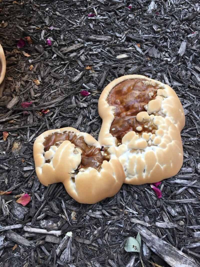 Chocolate-covered cookies on mulch ground with flower petals.