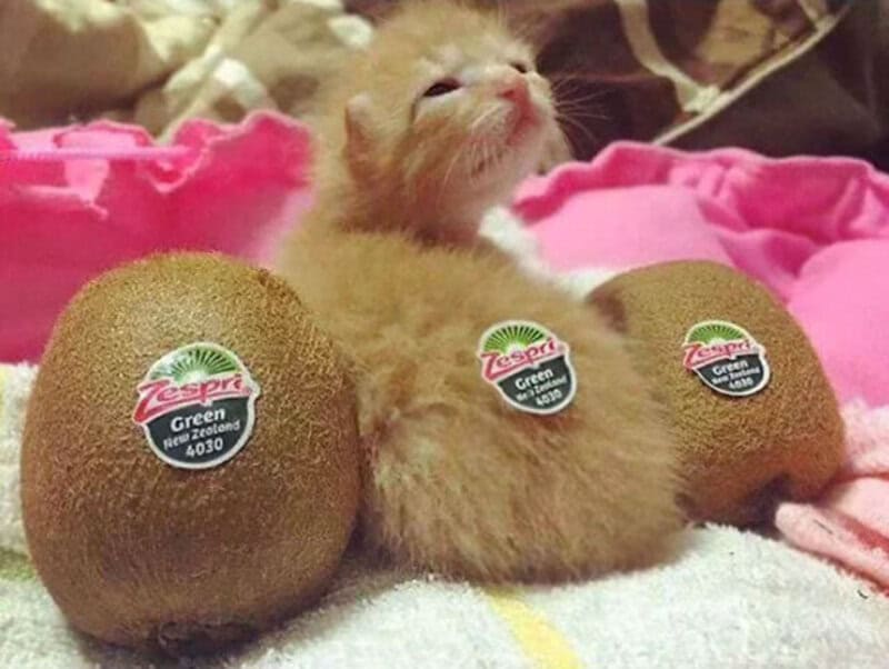 Adorable kitten lying on a soft surface with kiwi fruits on its back and head, showcasing cuteness a.