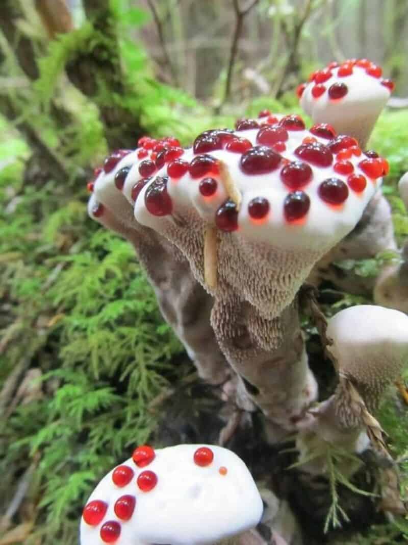 Close-up of a mushroom with red and white spots growing in a lush forest setting.