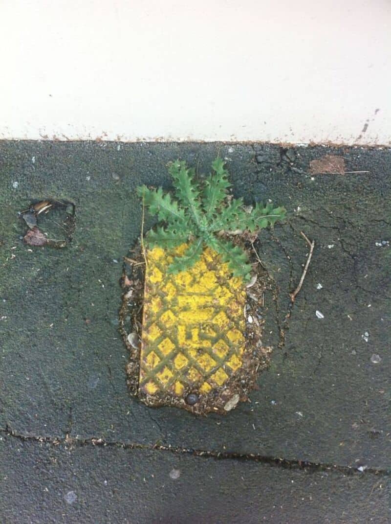 Pineapple plant sprouting from a small patch of soil in concrete pavement.