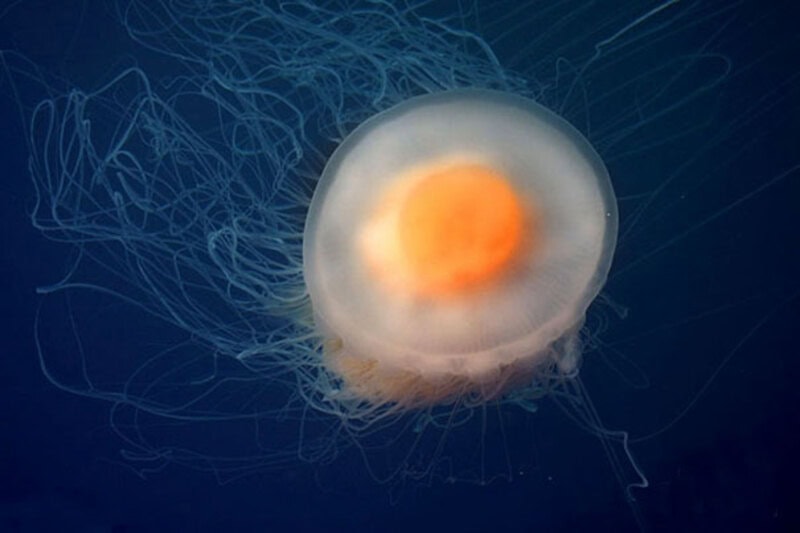 Bioluminescent jellyfish floating in deep ocean waters.