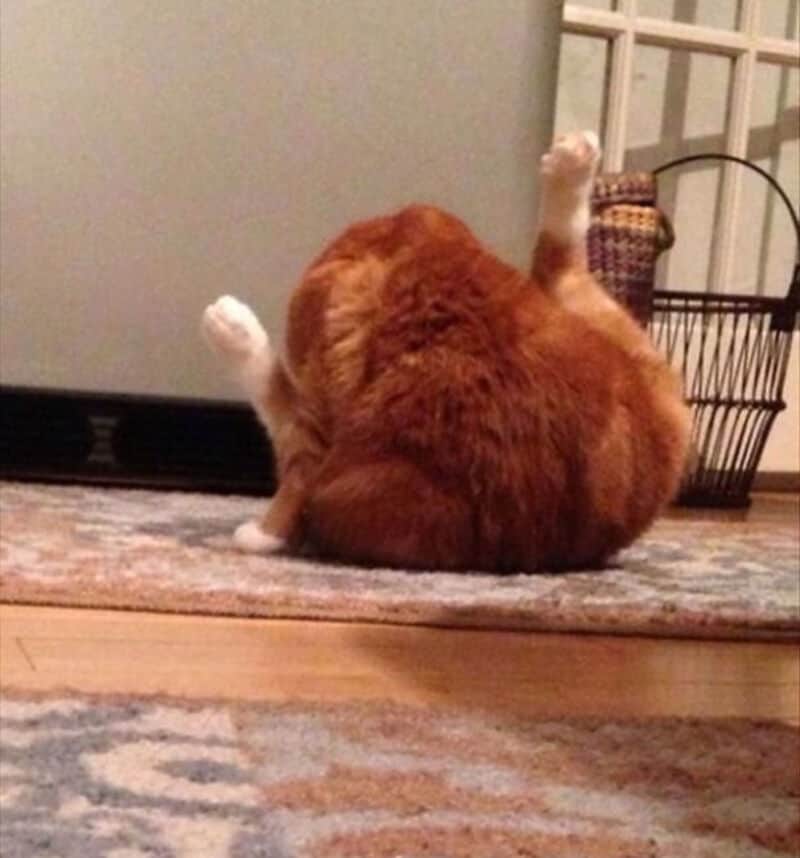 A funny cat sitting on a rug with its back to the camera, belly exposed, in a cozy home setting.
