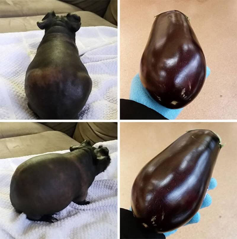 Potbellied pig and eggplant side-by-side images for humorous comparison.